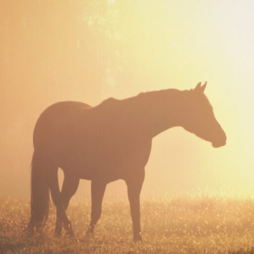 AM Horses Hooves and Art Logo